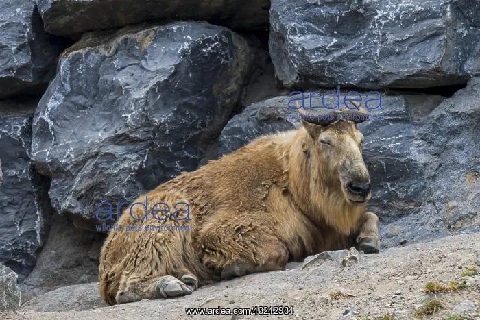 : Golden takin (Budorcas taxicolor bedfordi) resting : Golden takin (Budorcas taxicolor bedfordi) resting