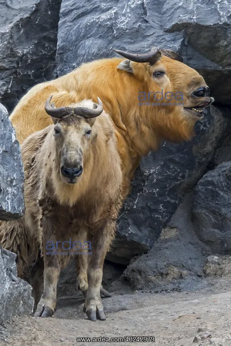 : Two golden takins (Budorcas taxicolor bedfordi) : Two golden takins (Budorcas taxicolor bedfordi)