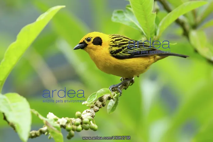 : Golden Tanager : Golden Tanager