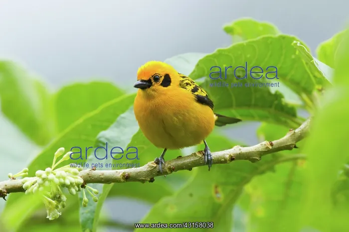 : Golden Tanager : Golden Tanager