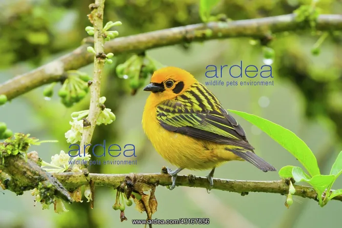 : Golden Tanager : Golden Tanager