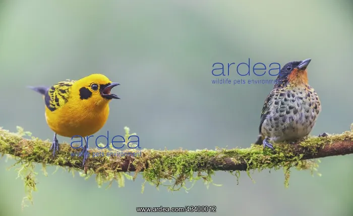 : Golden tanager squawking as rufous-throated tanager : Golden tanager squawking as rufous-throated tanager