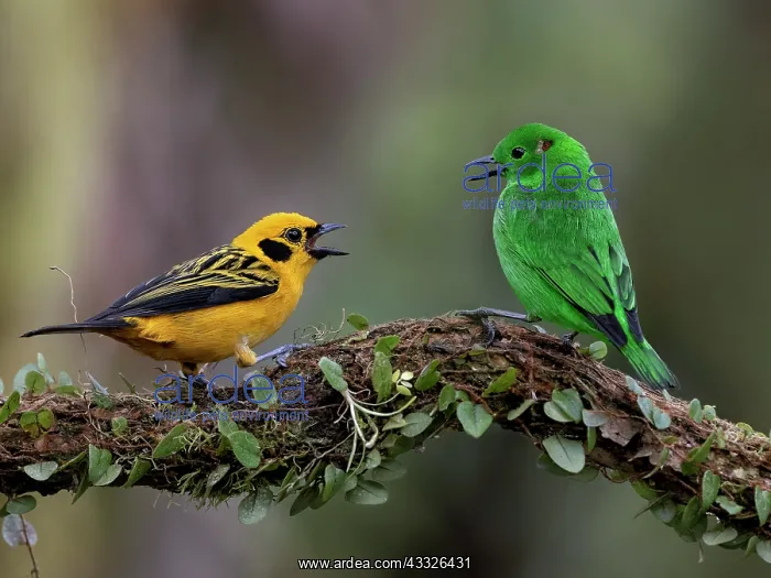 : Golden Tanager (Tangara arthus) confronting a Gl : Golden Tanager (Tangara arthus) confronting a Gl