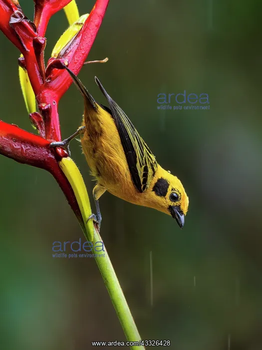  : Golden Tanager (Tangara arthus), on heliconia fl