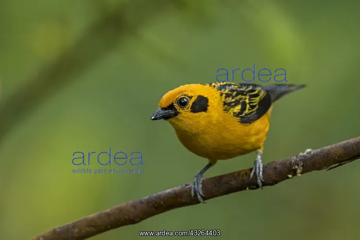 : Golden Tanager (Tangara arthus) Natural Reserve : Golden Tanager (Tangara arthus) Natural Reserve
