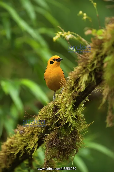 : Golden Tanager (Tangara arthusa), Mindo : Golden Tanager (Tangara arthusa), Mindo