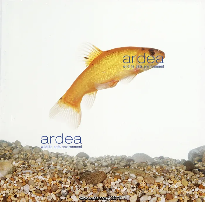 : GOLDEN TENCH : GOLDEN TENCH