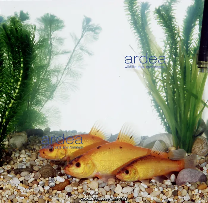  : GOLDEN TENCH - three