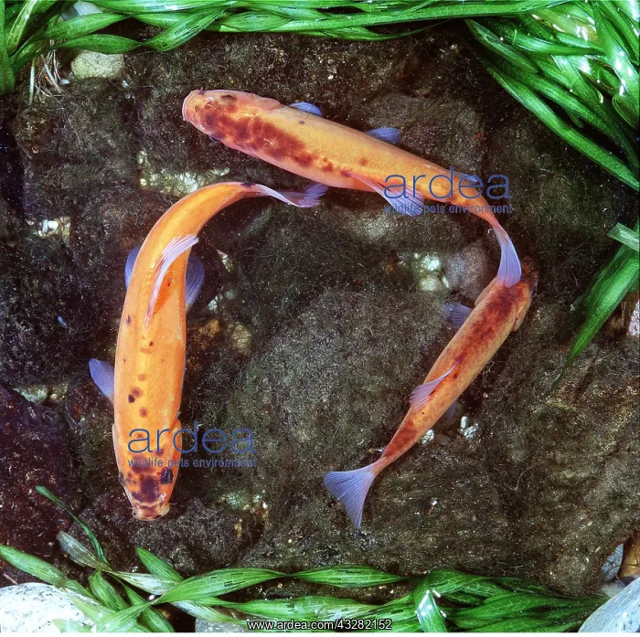  : GOLDEN TENCH - Three, from above