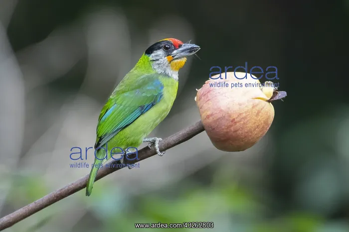 : Golden-throated Barbet (Psilopogon franklinii) eating : Golden-throated Barbet (Psilopogon franklinii) eating