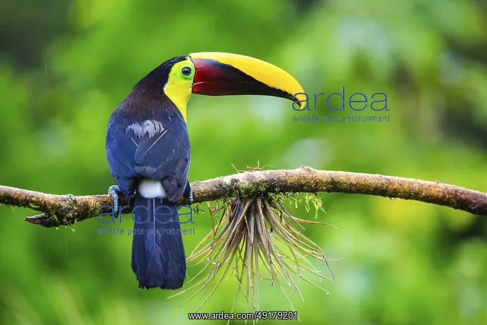 : Golden-throated Toucan (Ramphastos ambiguus) : Golden-throated Toucan (Ramphastos ambiguus)