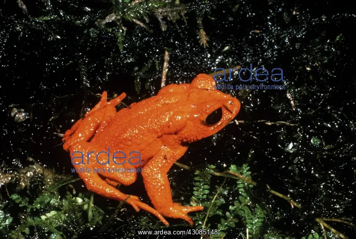: Golden Toad : Golden Toad