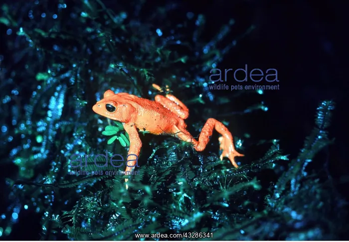 : GOLDEN TOAD : GOLDEN TOAD