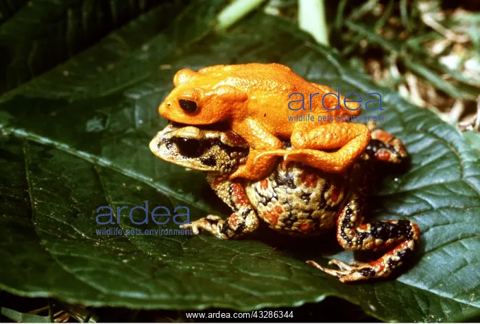  : GOLDEN TOAD - MALE & FEMALE