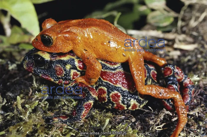 : Golden Toads : Golden Toads