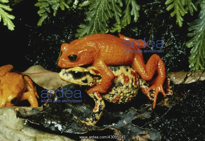 : Golden Toads Mating : Golden Toads Mating