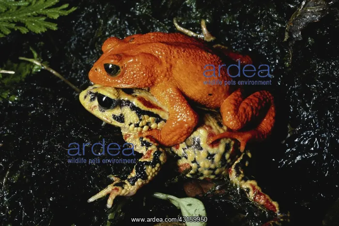 : Golden Toads Mating : Golden Toads Mating