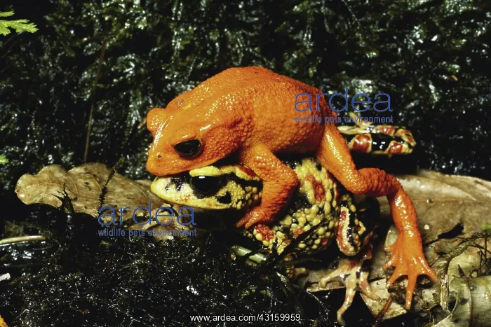 : Golden Toads Mating : Golden Toads Mating