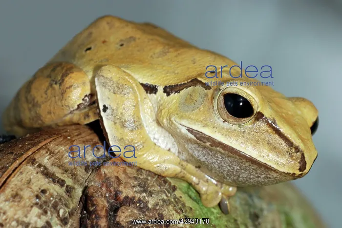  : Golden Tree Frog