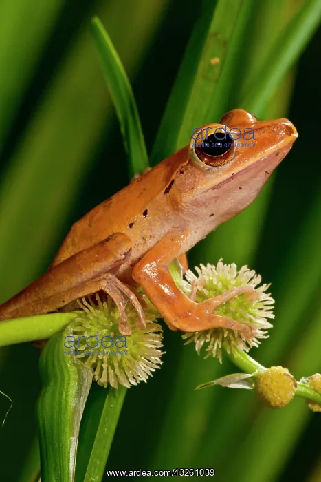 : Golden Treefrog, Rhacophorus leucomystax : Golden Treefrog, Rhacophorus leucomystax