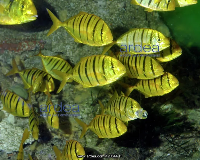 : Golden Trevally : Golden Trevally