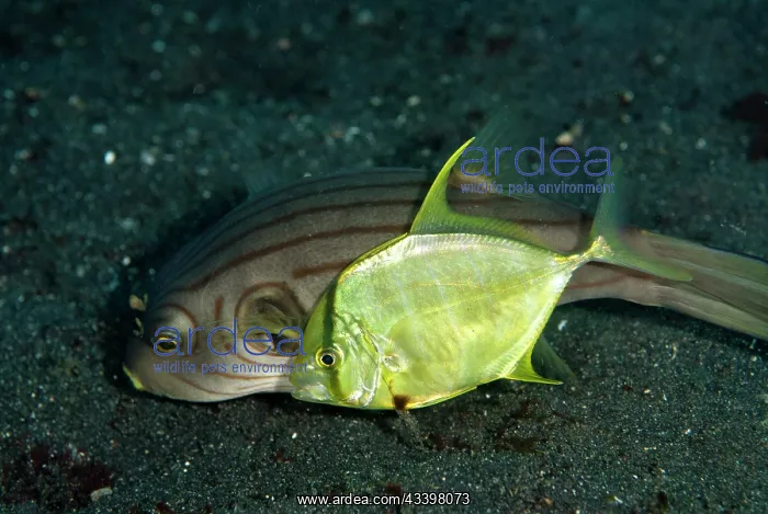 : Golden Trevally cooperatively hunting with Striped Puffer : Golden Trevally cooperatively hunting with Striped Puffer
