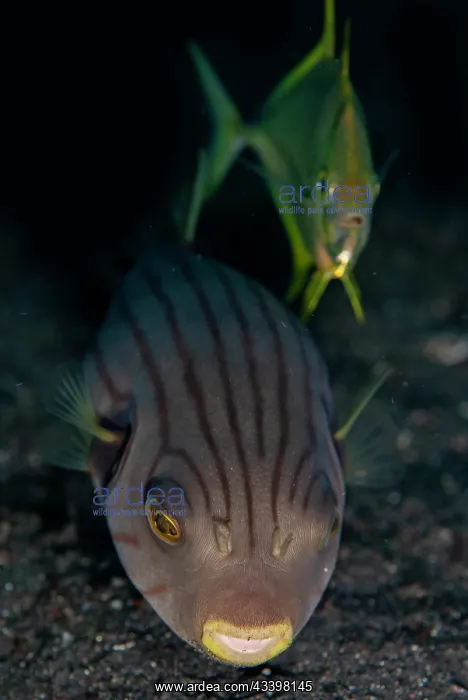 : Golden Trevally cooperatively hunting with Striped Puffer : Golden Trevally cooperatively hunting with Striped Puffer