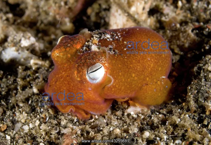 : Golden Tropical Bottletail Squid on black sand : Golden Tropical Bottletail Squid on black sand
