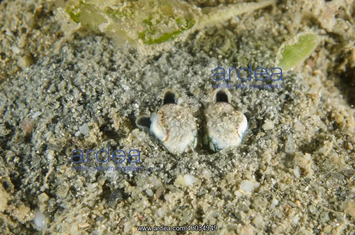 : Golden Tropical Bottletail Squid - buried in : Golden Tropical Bottletail Squid - buried in