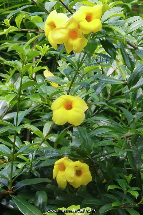 : Golden trumpet vine - flower : Golden trumpet vine - flower