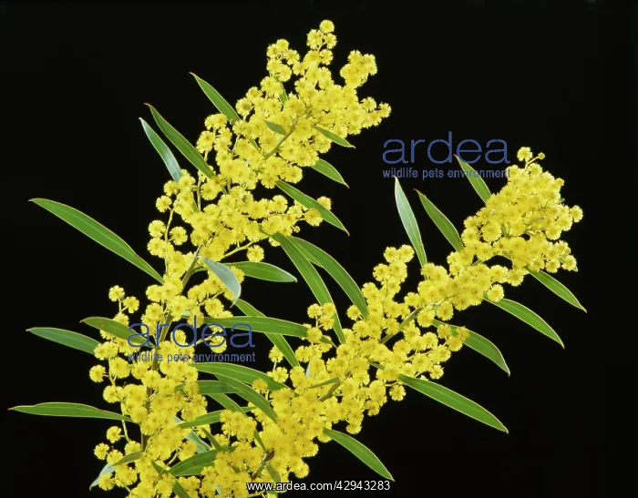 : Golden wattle (Acacia pycnantha) AustraliaIs floral : Golden wattle (Acacia pycnantha) AustraliaIs floral