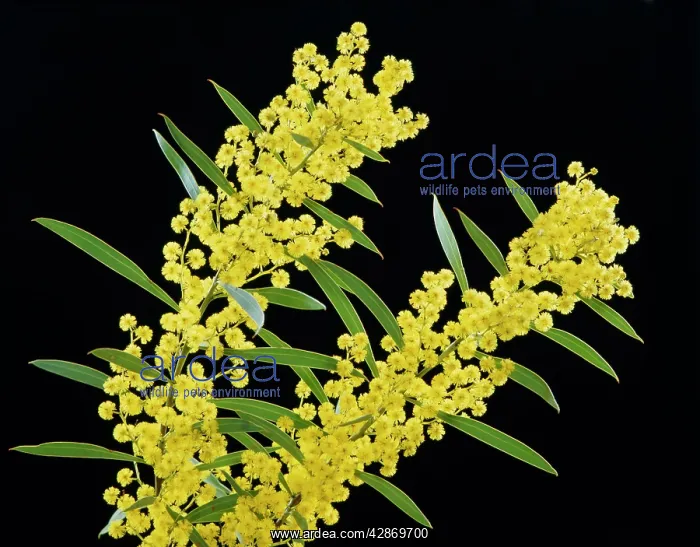  : Golden Wattle - AustraliaIs floral emblem