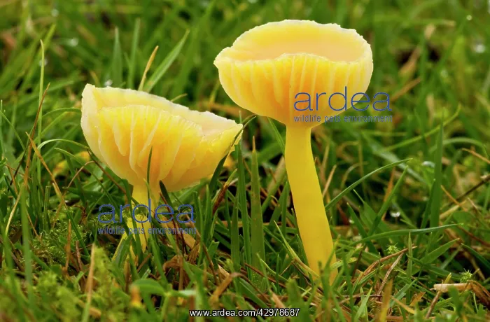 : Golden Waxcap Fungi - in acid grassland : Golden Waxcap Fungi - in acid grassland