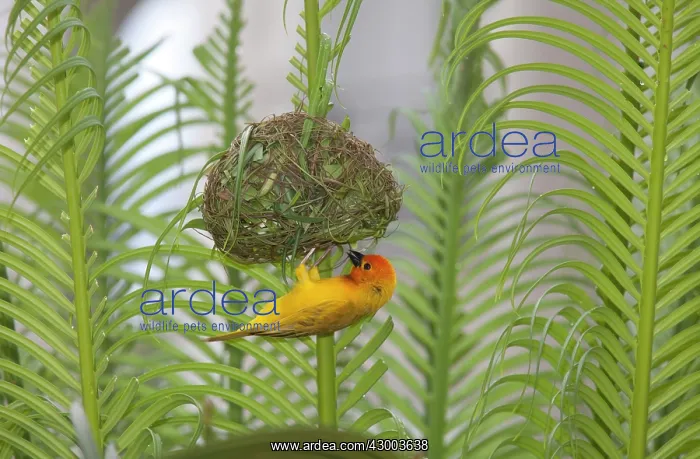  : Golden Weaver Bird on newly constructed nest