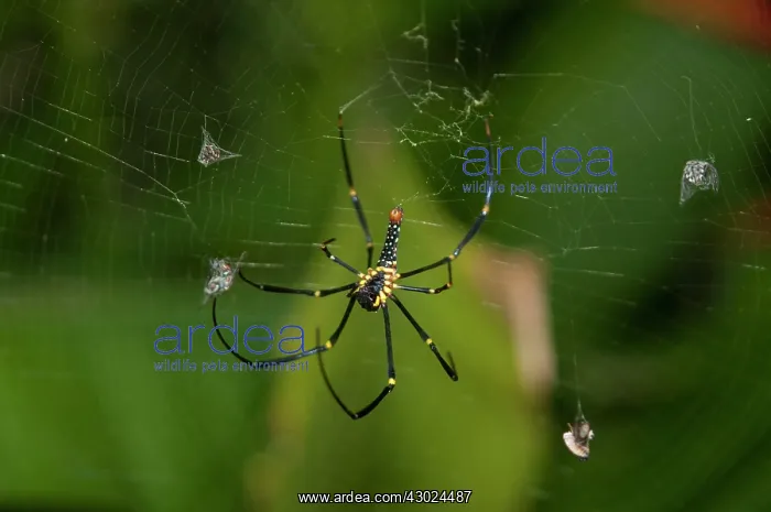  : Golden Weaver Spider Golden Weaver Spider Female with F