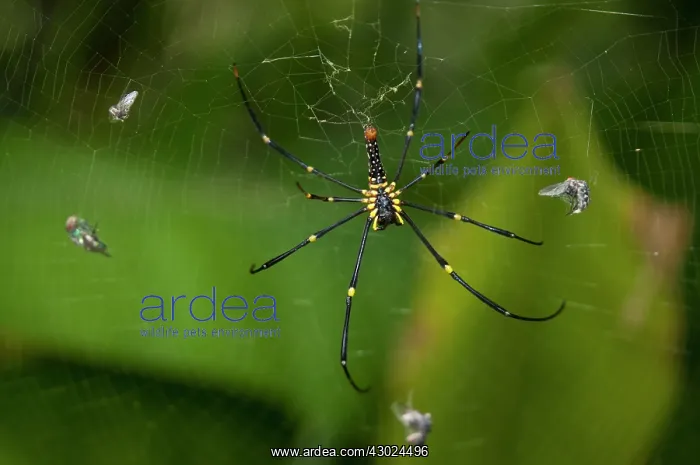 : Golden Weaver Spider Golden Weaver Spider Female with F : Golden Weaver Spider Golden Weaver Spider Female with F