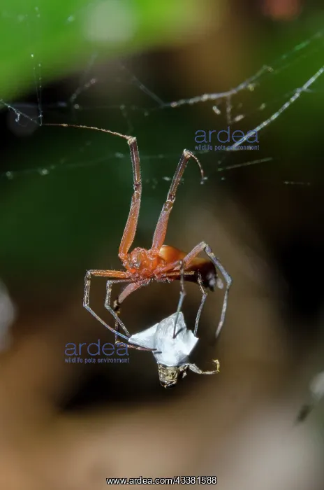 : Golden Weaver Spider with prey : Golden Weaver Spider with prey