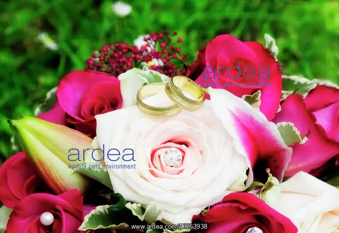 : Golden wedding rings on a bridal bouquet with pink : Golden wedding rings on a bridal bouquet with pink