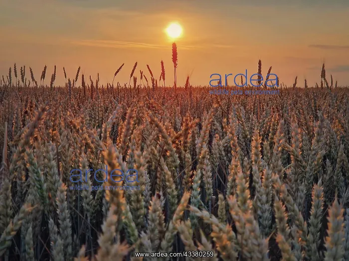 : Golden wheat field in sunset light. Beautiful Rural : Golden wheat field in sunset light. Beautiful Rural