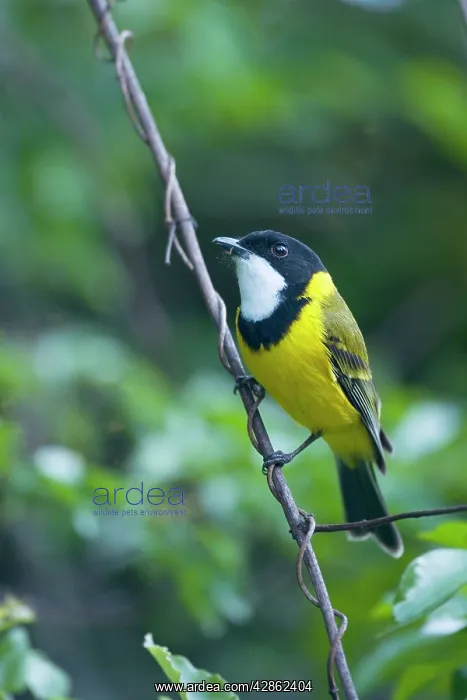 : Golden Whistler / Golden-breasted Whistler / White-throated : Golden Whistler / Golden-breasted Whistler / White-throated