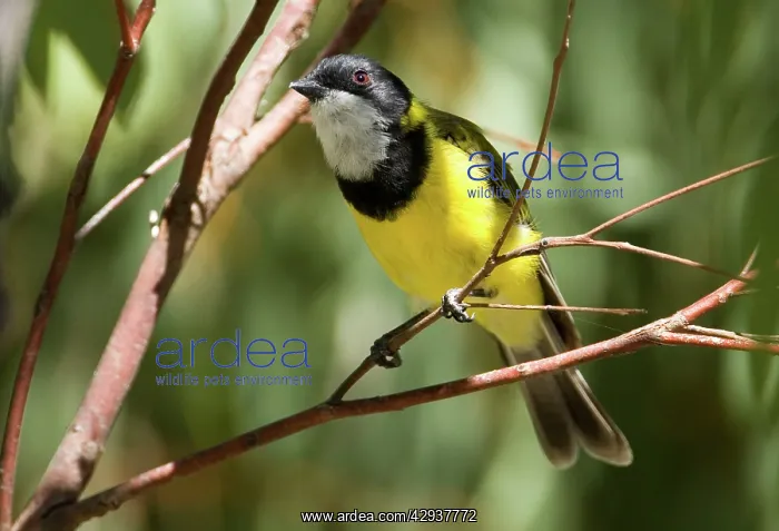 : Golden Whistler - male : Golden Whistler - male