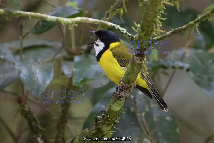 : Golden Whistler male calling perched on a small branch : Golden Whistler male calling perched on a small branch
