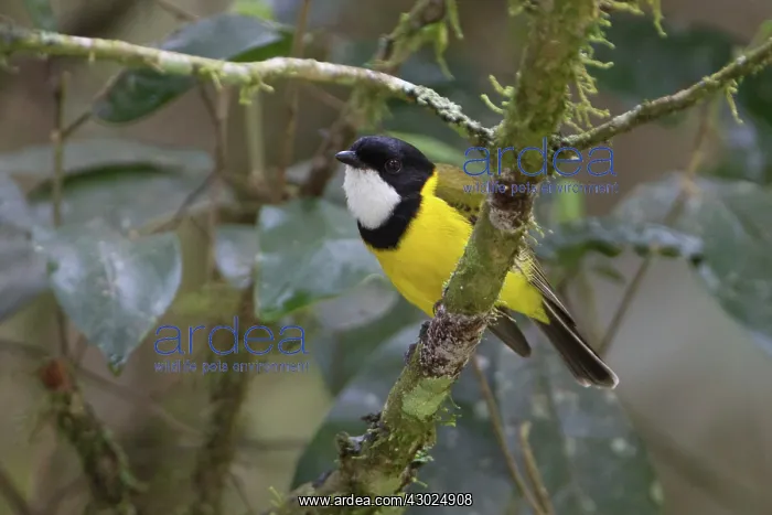 : Golden Whistler male perched on a small branch in trop : Golden Whistler male perched on a small branch in trop