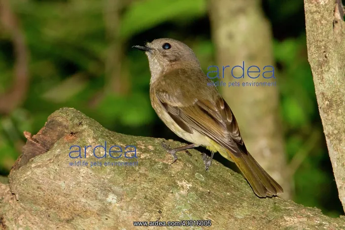 : Golden Whistler male (subspecies where the male : Golden Whistler male (subspecies where the male