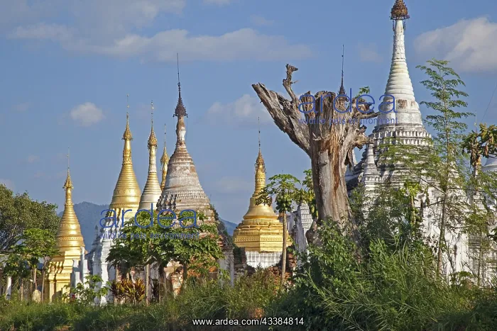 : Golden and white Buddhist Stupas on the shore along I : Golden and white Buddhist Stupas on the shore along I