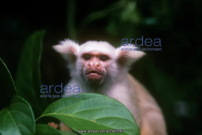 : Golden-white tassel-ear marmoset : Golden-white tassel-ear marmoset