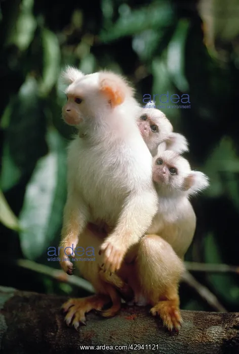 : Golden White Tassel-ear Marmoset - male carrying : Golden White Tassel-ear Marmoset - male carrying