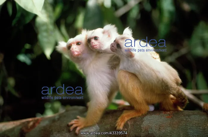  : Golden-white Tassel-ear Marmoset - male carying