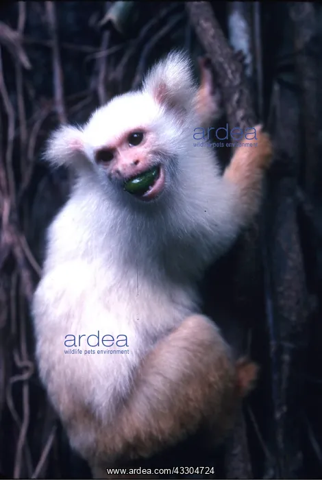  : GOLDEN WHITE TASSEL EARED MARMOSET