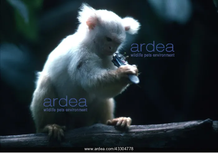  : Golden White Tassel Eared Marmoset - eats large grasshopper